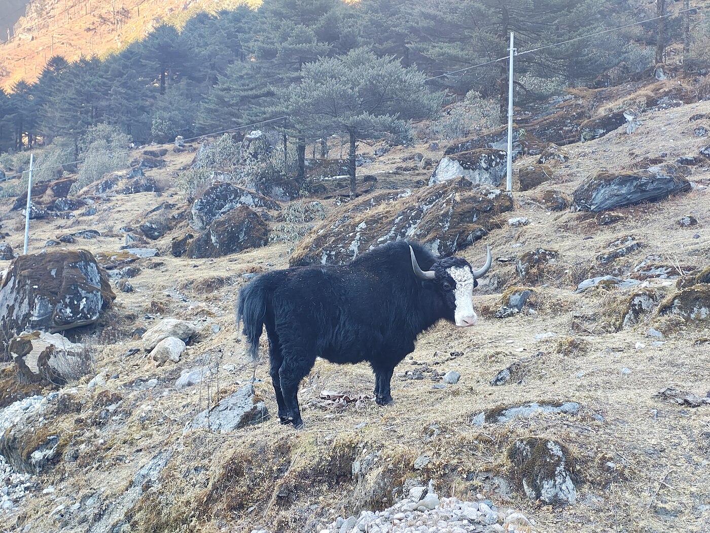 Yak near Sela
